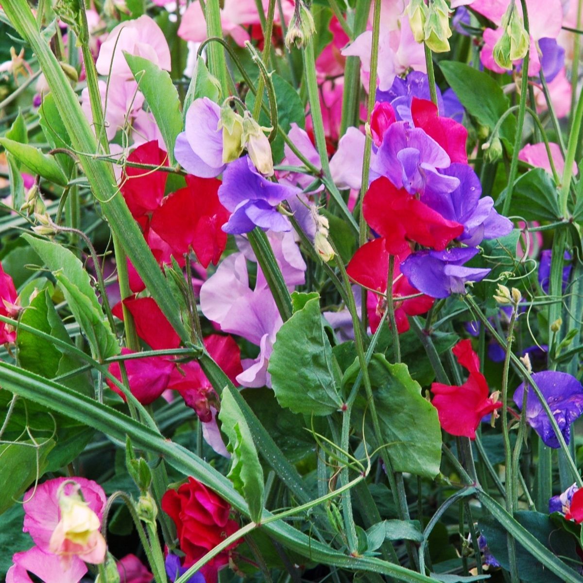 Sweetpea- Knee-High Mix